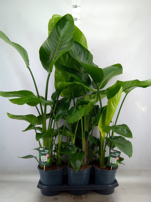 <h4>Strelitzia nicolai</h4>