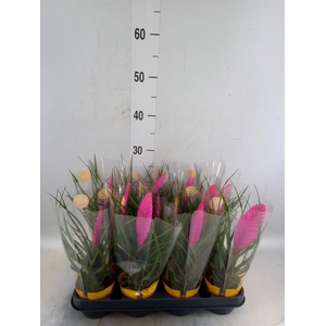 Tillandsia cyanea 'Vincent'