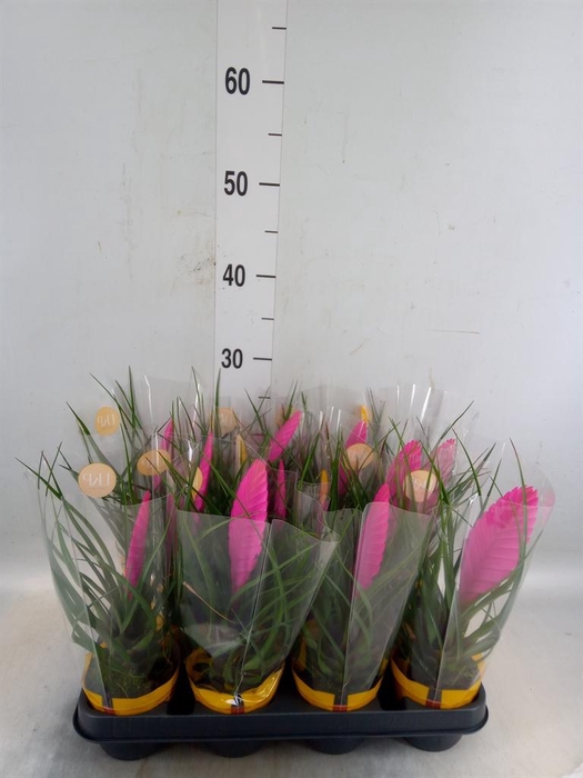 <h4>Tillandsia cyanea 'Vincent'</h4>