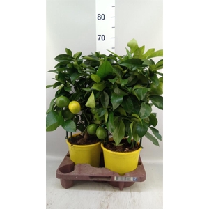 Citrus meyeri 'Meyer'