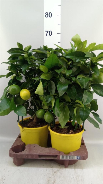 <h4>Citrus meyeri 'Meyer'</h4>