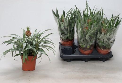 <h4>ANANAS ROSITA</h4>