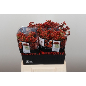 ROSA AUT ROSEFRUITS