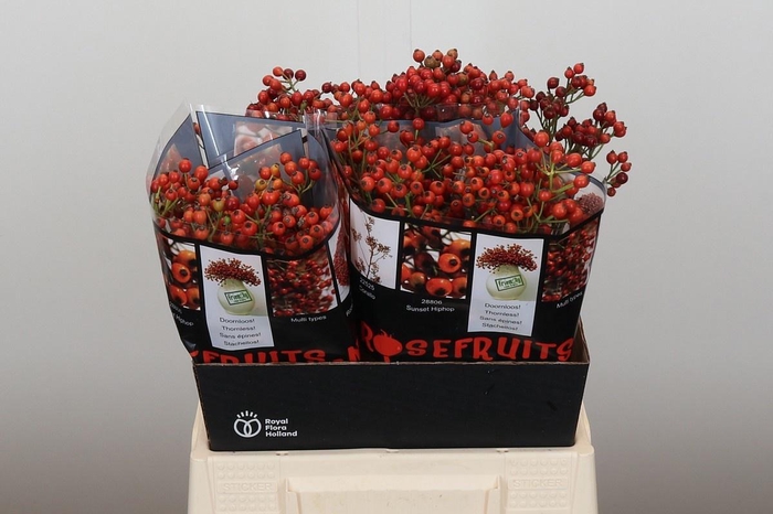 <h4>ROSA AUT ROSEFRUITS</h4>