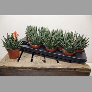 Aloe Tiki Tahi