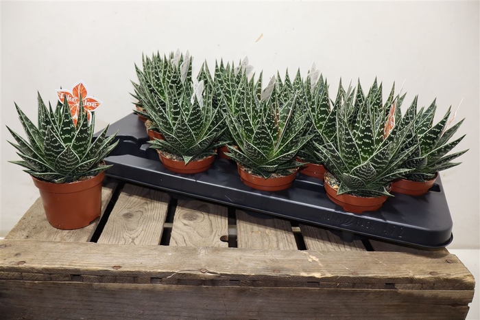<h4>Aloe Tiki Tahi</h4>