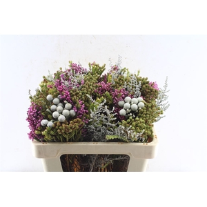 Kaaps Groen Gemengd In Bos