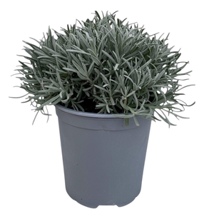 LAVAN ANGUSTIFOLIA