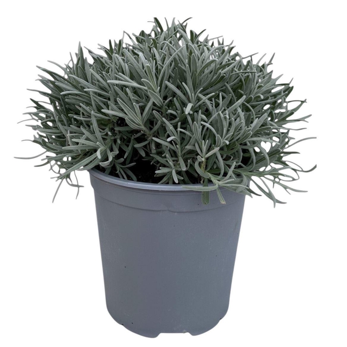 <h4>LAVAN ANGUSTIFOLIA</h4>