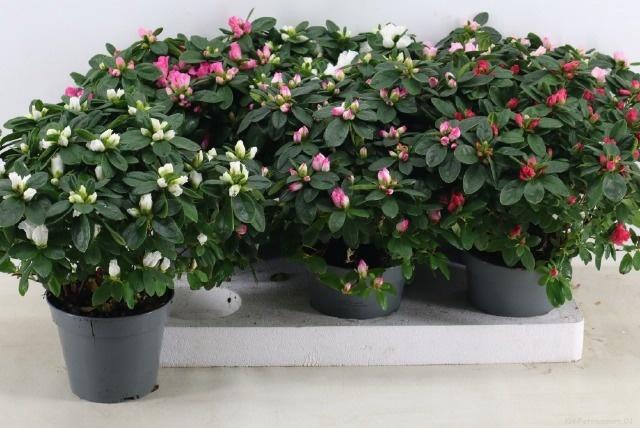 <h4>RHODO SI VOGEL GEM</h4>