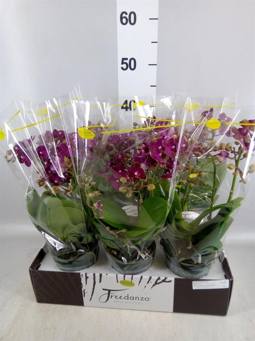 <h4>Phalaenopsis multi. ...red</h4>