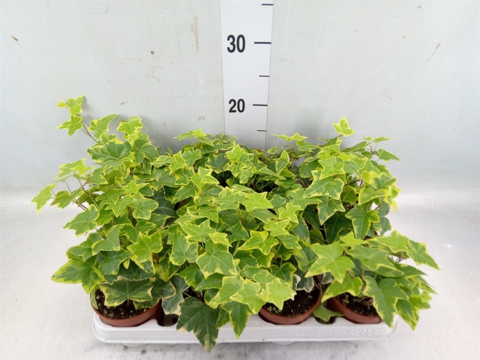 <h4>Hedera helix 'Goldchild'</h4>