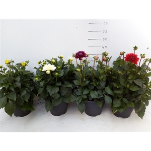 336 DM : P19 Dahlia mix kleuren 