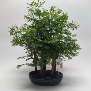 Metasequoia Forest 'Oval' 22 cm