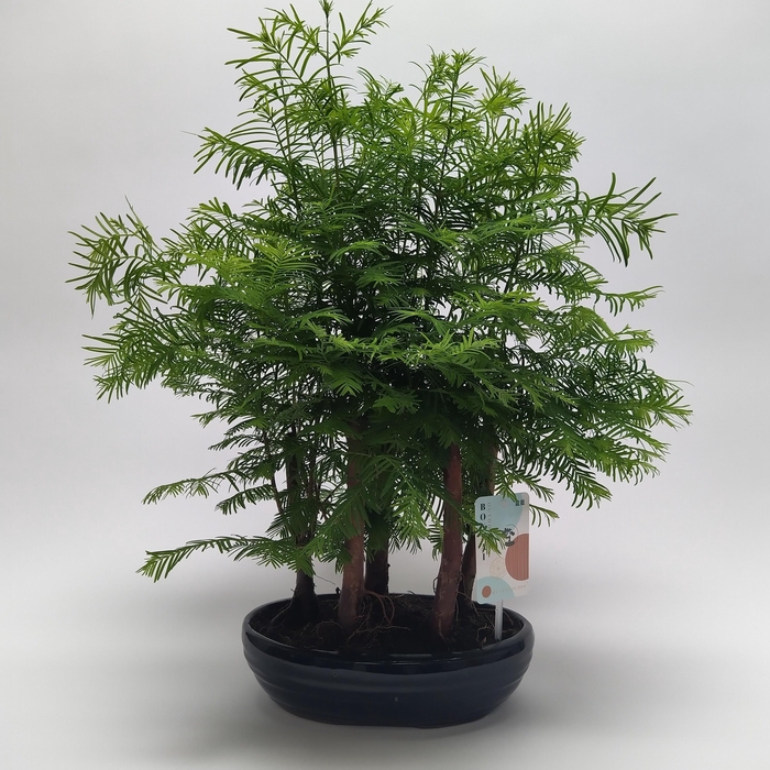 <h4>Metasequoia Forest 'Oval' 22 cm</h4>