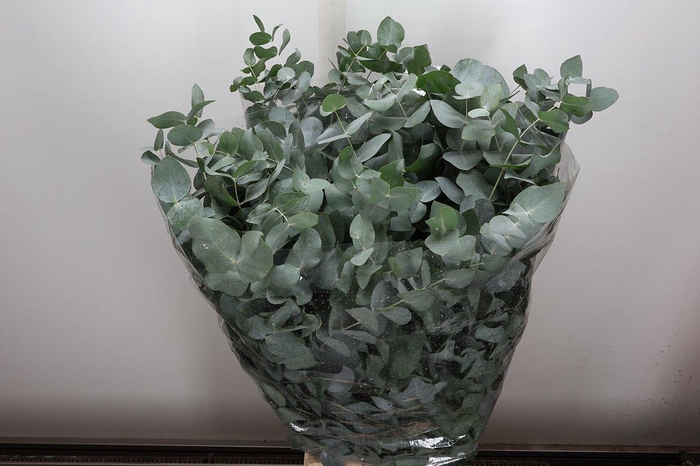 <h4>Euca Cinerea Lang 300 Gr.</h4>