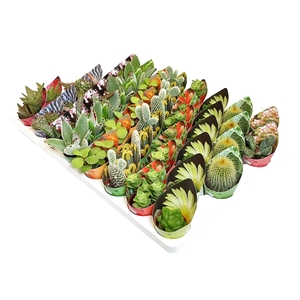 MIX CACTUS AND SUCCULENTS WITH POT COVER Ø 3,5 - 48 PCS (CACTUS EN SUCCULENTEN)