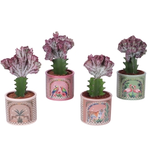 Euphorbia Lactea Ø10,5cm in Ceramic Pot Exotic Animals Ø12cm