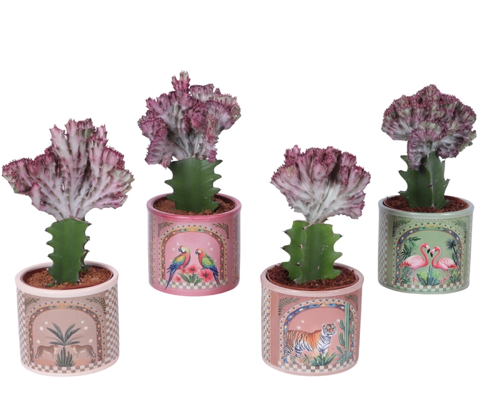<h4>Euphorbia Lactea Ø10,5cm in Ceramic Pot Exotic Animals Ø12cm</h4>