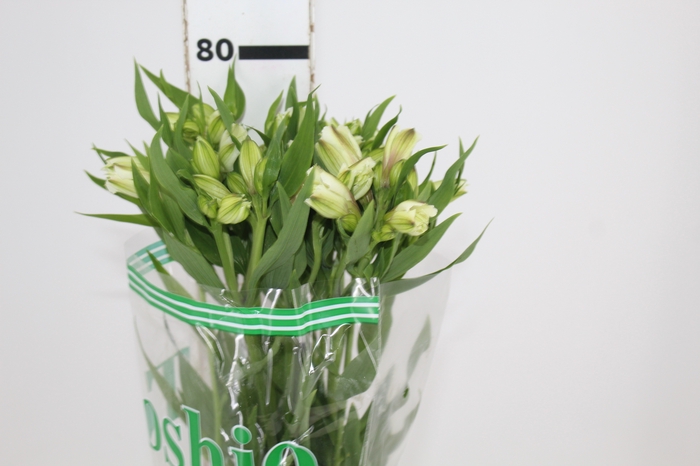 <h4>ALSTROEMERIA WHITNEY 080 CM</h4>