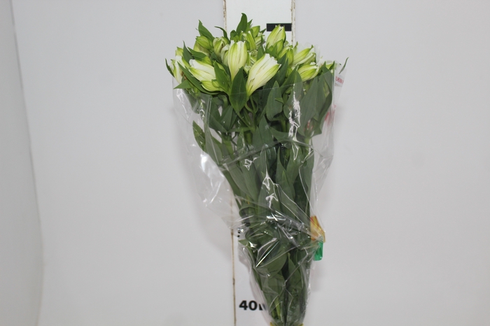 <h4>ALSTROEMERIA MISTRAL 080 CM</h4>