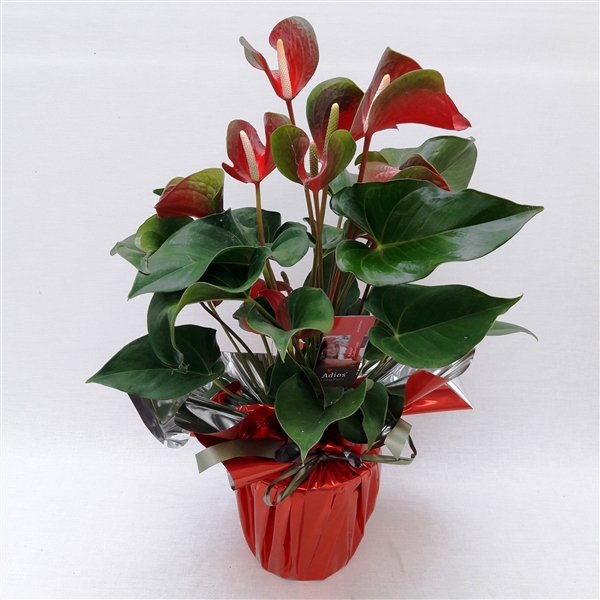 <h4>Anthu Dynamite Red kerst Rondello Rood</h4>