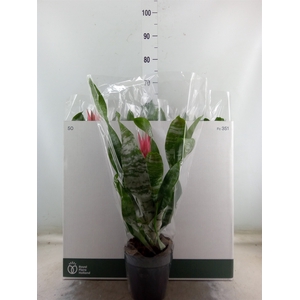 Aechmea fasciata 'Primera'