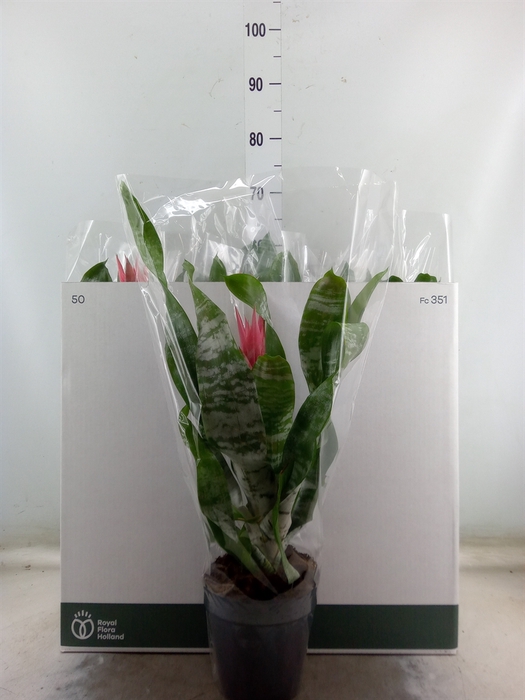 <h4>Aechmea fasciata 'Primera'</h4>