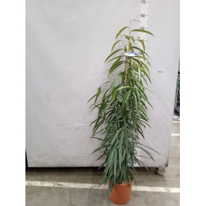 Ficus binn. 'Alii'