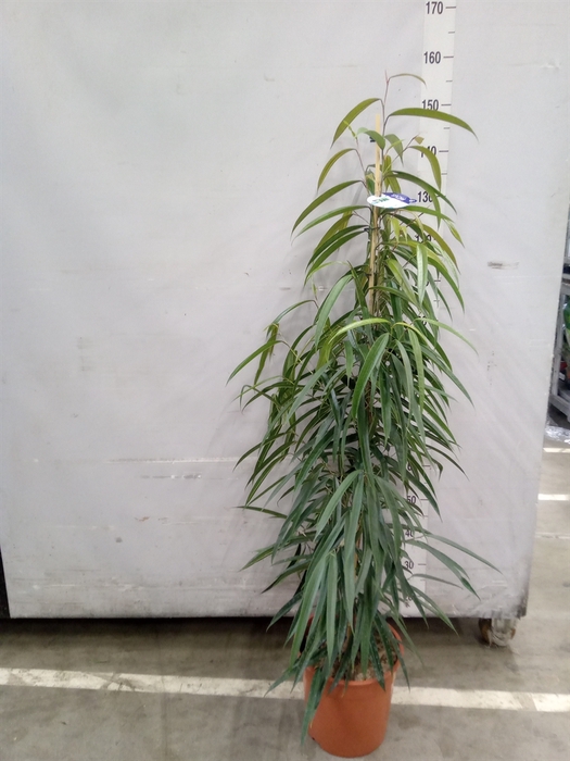 <h4>Ficus binn. 'Alii'</h4>