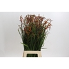 Crocosmia Red King