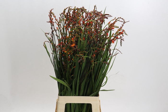 <h4>Crocosmia Red King</h4>