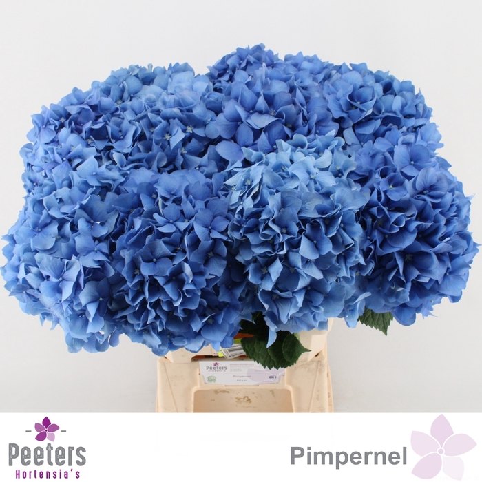 <h4>HYDR M CH PIMPERNEL</h4>