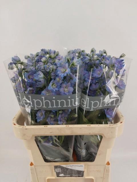 <h4>DELPH DU DELP BL POW</h4>