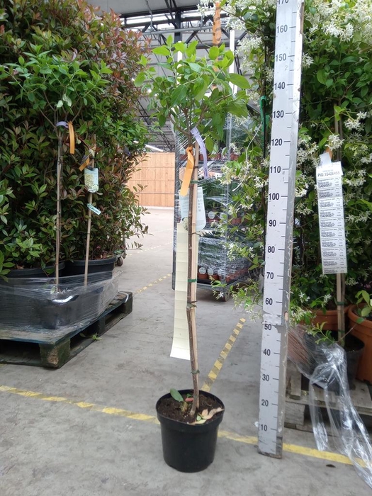 <h4>Hydrangea pan. 'Limelight'</h4>