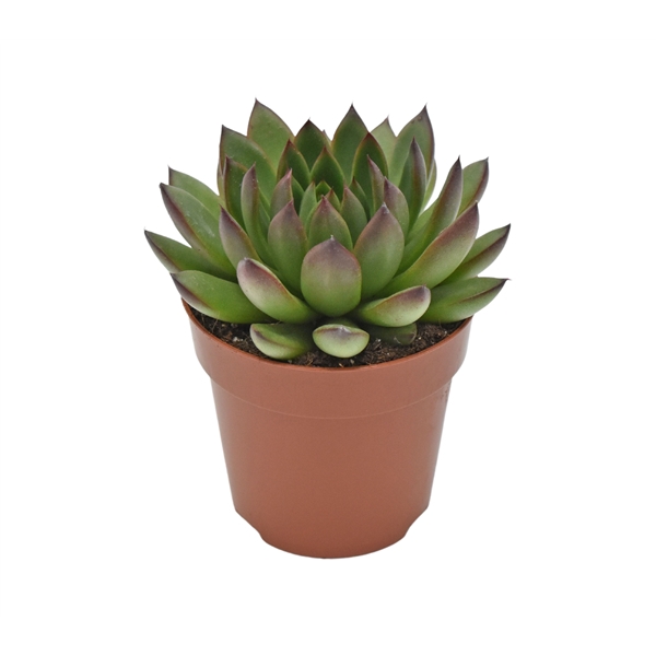 <h4>Echeveria Fiesta Rosetta</h4>