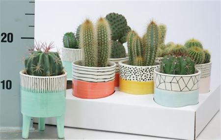 <h4>Cactus Ceramic Willemstad</h4>