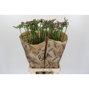 Freesia One Xxl Blue