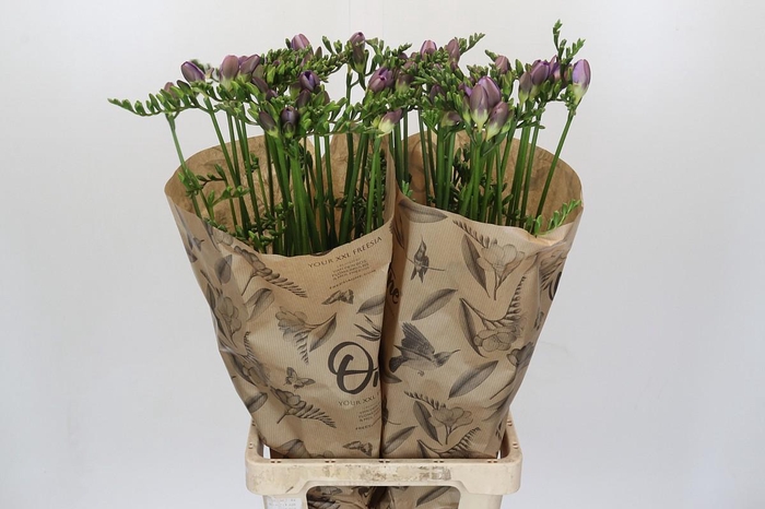 Freesia One Xxl Blue