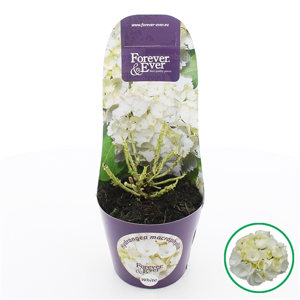 <h4>Hydrangea macr. Forever & Ever® Wit C2 (17cm.) Potcover</h4>