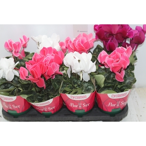 CYCLAMEN P14