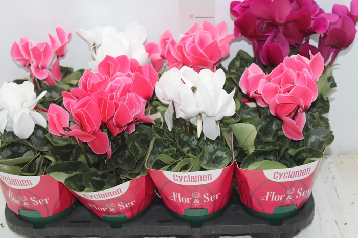 <h4>CYCLAMEN P14</h4>