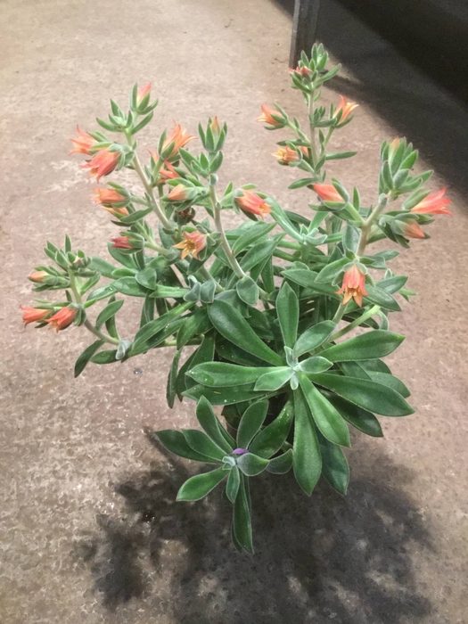 <h4>Ech Pulvinata</h4>