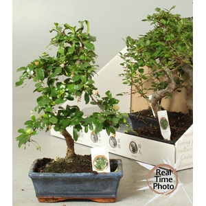 BONSAI GEM