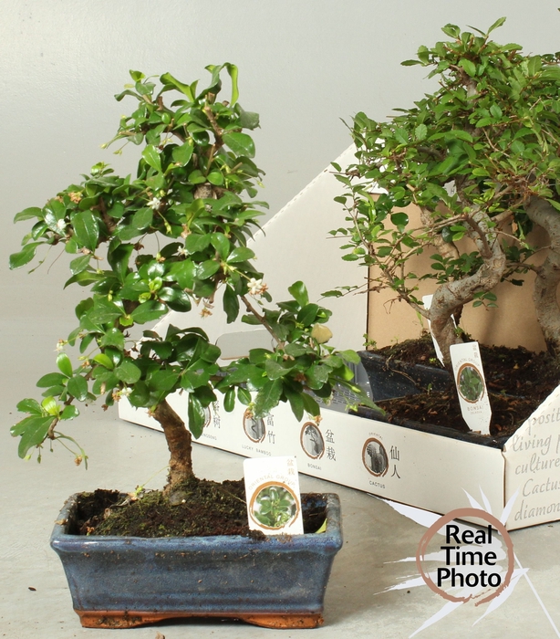 <h4>BONSAI GEM</h4>