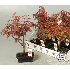 BONSAI OV