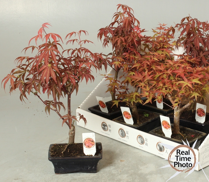 <h4>BONSAI OV</h4>