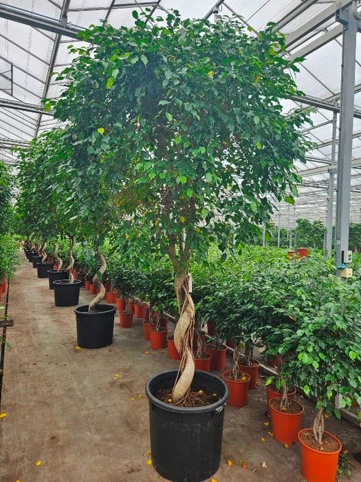 <h4>Ficus Exotica</h4>