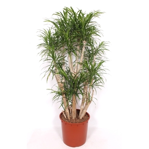 Dracaena Anita