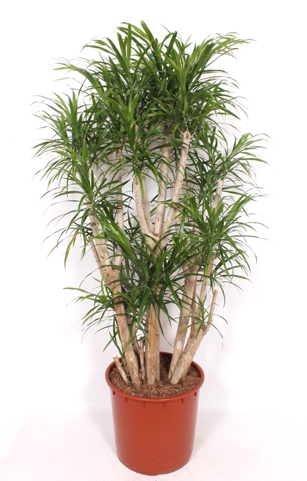 <h4>Dracaena Anita</h4>